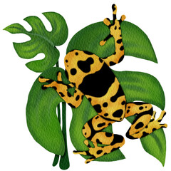 regina dart frog on monstera leaf