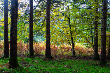 Autumn colors of fern leaves and trees in a mossy forest. Concept fall season colors.
