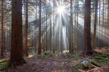 Beautiful sun rays through the branches of trees in a peaceful forest.