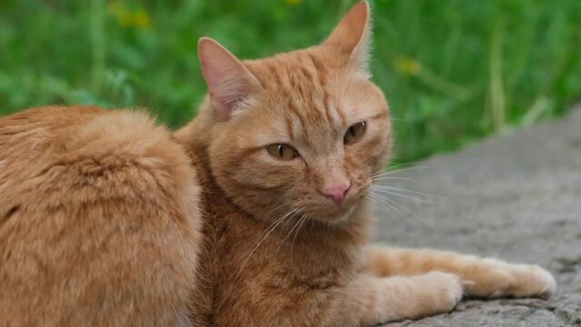 Red cat enjoying in the garden,  looking at the camera