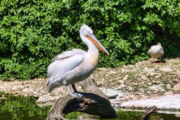Pelican sitzt auf einem Stamm am Wasser