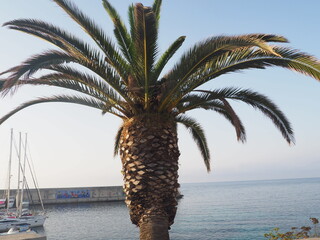 Palme auf Mallorca Spanien