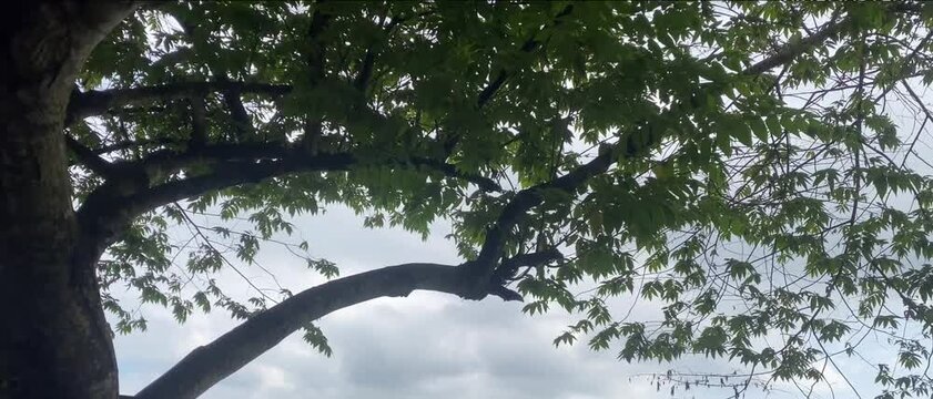 Lush trees under the blue sky and light breeze during the day