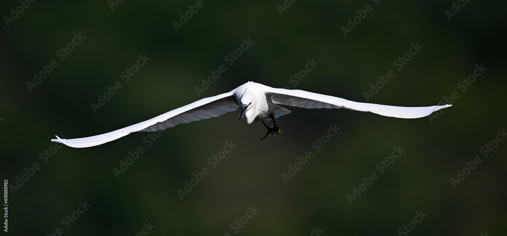 Poster Little egret // Seidenreiher (Egretta garzetta) - Lake Kerkini, Greece