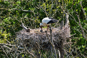 Wilder Storch in der Natur versorgt Storch-babys im Nest 