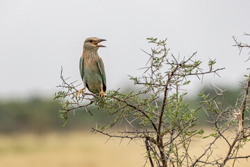 A Eurasian Roller