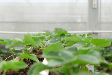 Indoor strawberry garden with hydroponic method