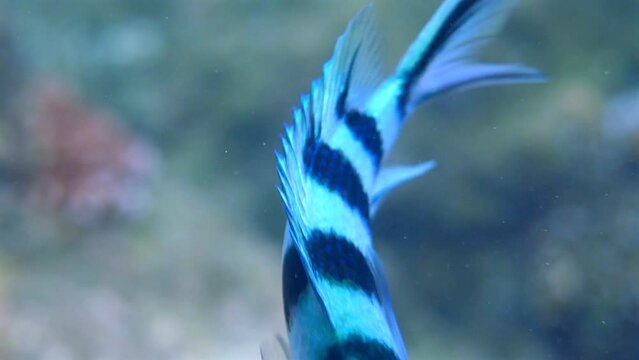 Explore colorful coral reef and diverse marine life in the Pacific. Snorkeling or diving, discover exotic underwater ecosystem with striped damselfish and vibrant coral. Macro shot.