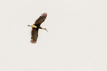 A woolly Necked Stork
