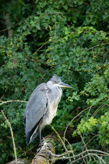 great blue heron
