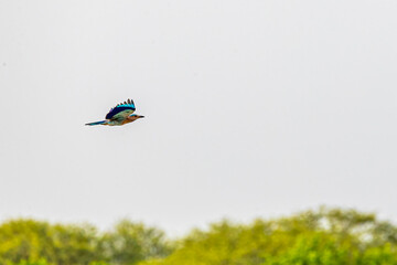 A Indian Roller