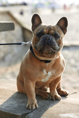 Young French Bulldog on a leash close-up on blurred background