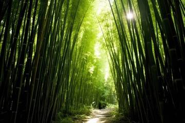 Fototapeta premium Sunlit Path Through Lush, Verdant Bamboo Forest