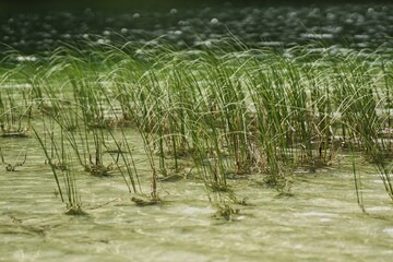 Seegras im Bergsee