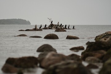 Kormorane auf den Felsen