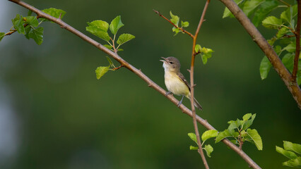 vireo song bird singing