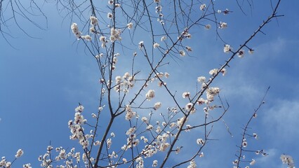 Beautiful flowering fruit trees