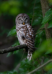 Sleeping owl