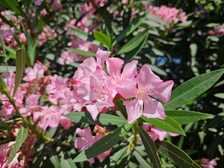 Pink oleander flowers and leaves in garden