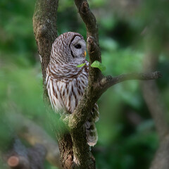 Owl perching