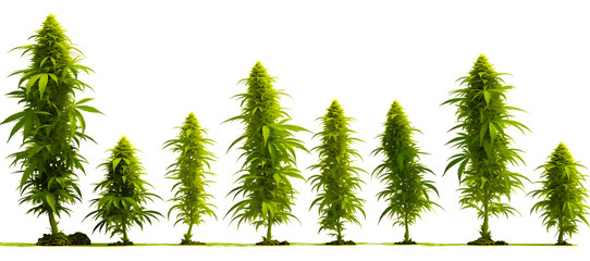 Cannabis hemp leaves transparent png