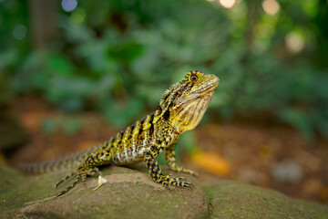Australian Water Dragon - Intellagama or Physignathus lesueurii howittii, also Eastern or Gippsland water dragon, lizard on the rock above the sea. Portrait face to face from the ground