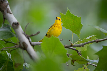 yellow warbler songbird