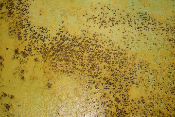 Hamelin Pool Marine Nature Reserve in the UNESCO World Heritage&ndash;listed Shark Bay in Western Australia, living marine stromatolites - monuments to life on Earth over 3,500 million years