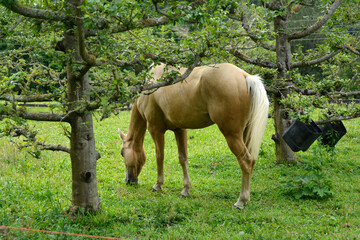 Cavalo marrom comendo frutas secas em meio as arvores