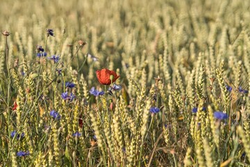 Wildblumen im Kornfeld