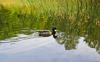 Rest in the park. A duck swims among the reeds on the lake on a summer sunny day.