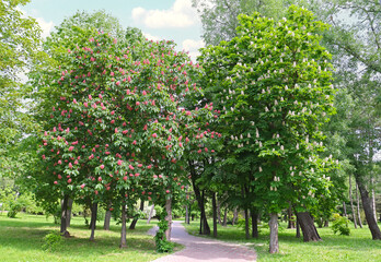 Fototapeta na wymiar Two flowering chestnut trees in the park - white and red.