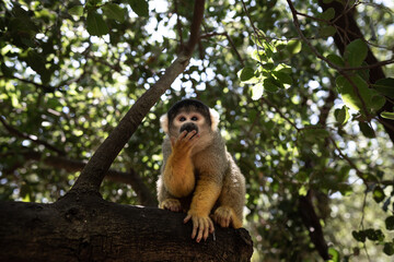 A monkey hanging on the tree in the forest enjoying life