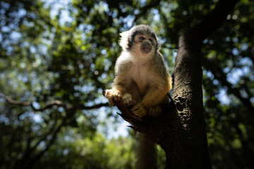 A monkey hanging on the tree in the forest enjoying life