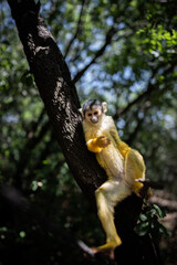 A monkey hanging on the tree in the forest enjoying life