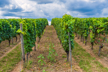 Fototapeta na wymiar View of the vineyards near Bretzenheim/Germany in Rheinhessen with an approaching thunderstorm
