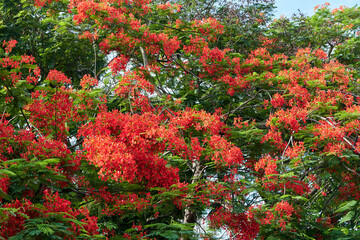 Vibrant red-orange hued bouquet of Delonix regia (in Bengali it is known as Krishnachura) flowers during summer days in Kolkata.