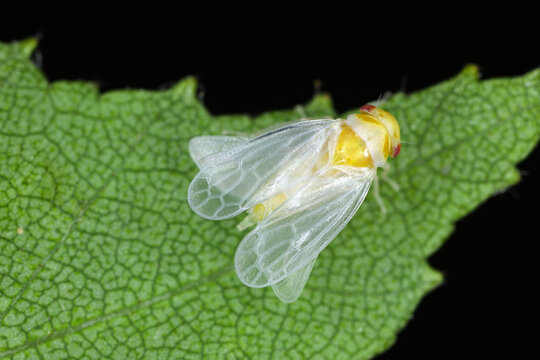 A young insect, leafhopper fresh from metamorphosis from a larva. Wings not yet colored. Oncopsis on a birch tree.