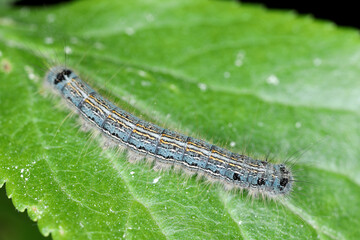 Lackey moth (Malacosoma neustria) is a moth native to Eurasia and northern Africa. Caterpillars are pests of fruit trees in orchards.