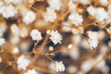 Dried gypsophila flowers macro. Cream Baby's Breath