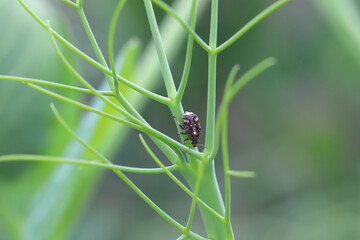 Pea seed beetle (Bruchus pisorum) adult on a pea plant. 