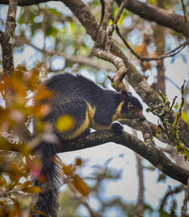 squirrel on tree