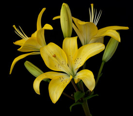 Obraz premium lily flower growing on black background
