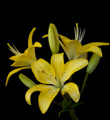 Obraz premium lily flower growing on black background