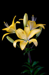 lily flower growing on black background