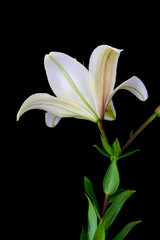 Fototapeta premium lily flower growing on black background