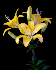 Fototapeta na wymiar lily flower growing on black background