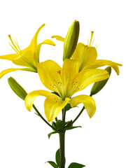 lily flower growing on white background