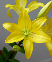 lily flower growing on white background