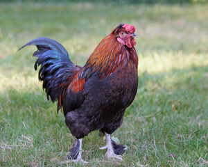 Red rooster on the farm